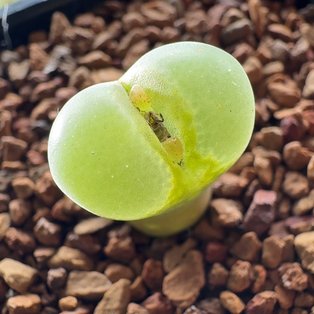 3627粉女风铃玉肉锥植物