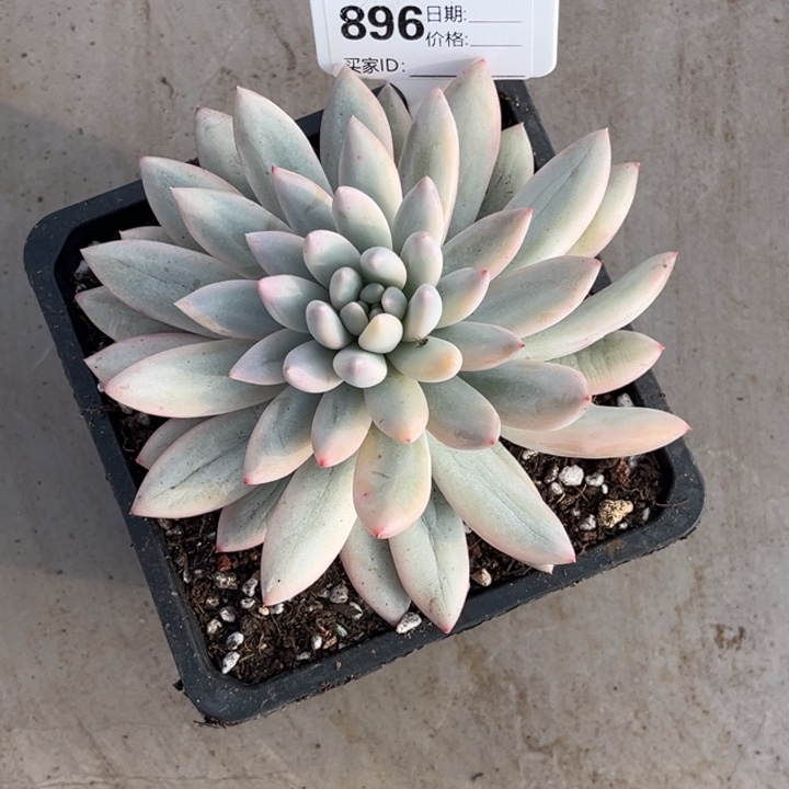 小***胖美人系多肉植物896