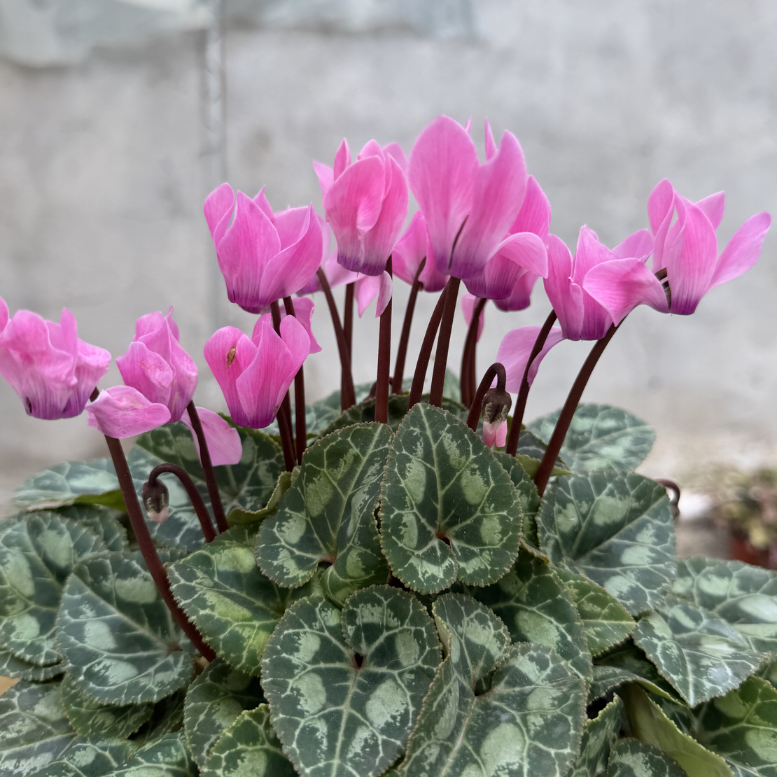 【若兰】香味 140盆  小花 仙客来室内观赏花卉