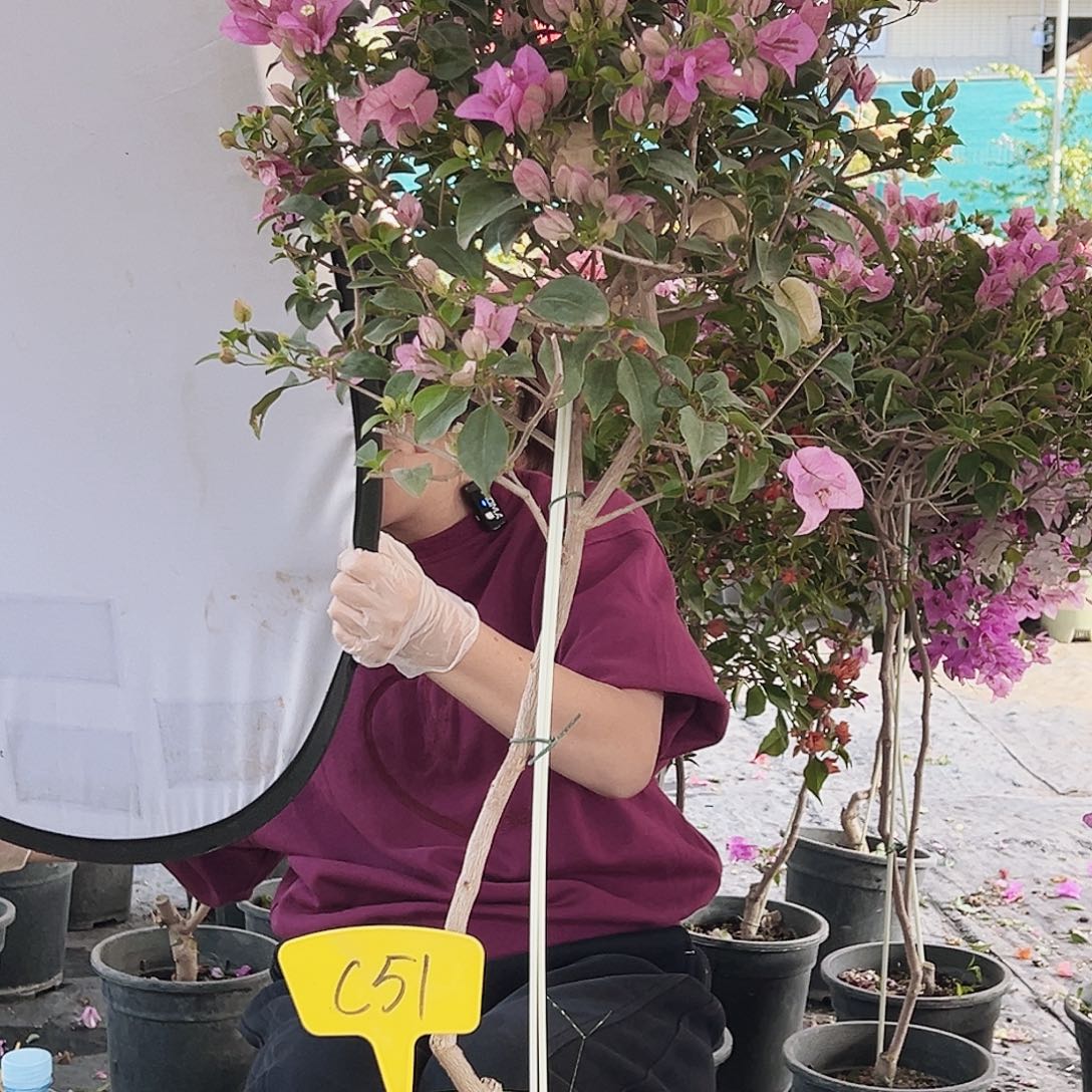 R***F大部分花苞少量开放C51巴西紫