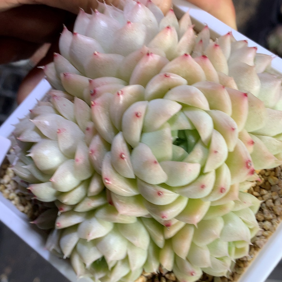 0301-43 麦杆优选 