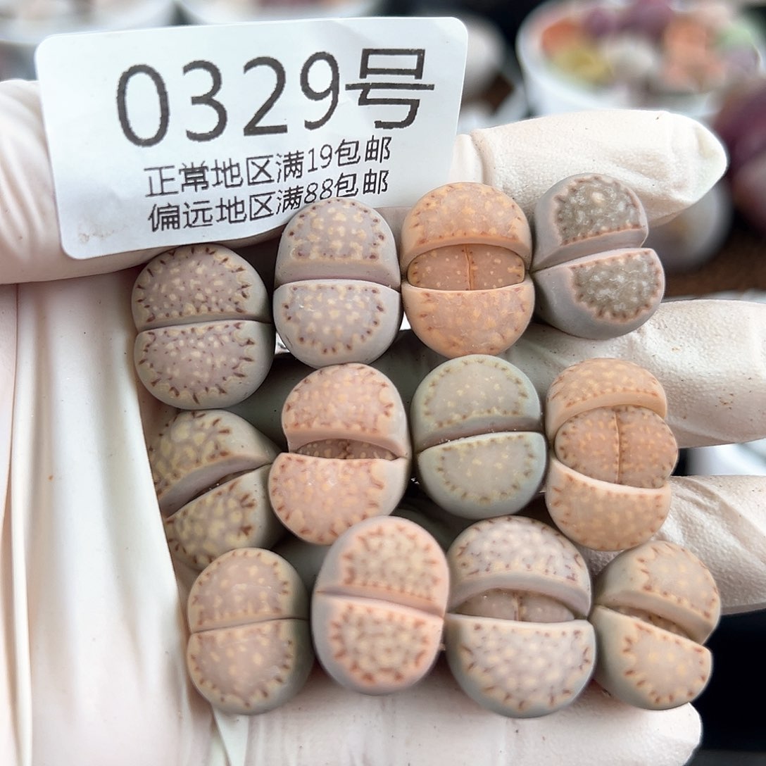 好养易活生石花大母本0329