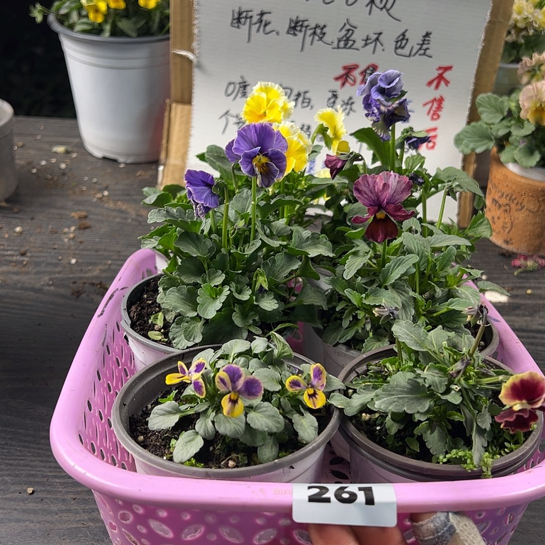 大部分花苞少量开放261号