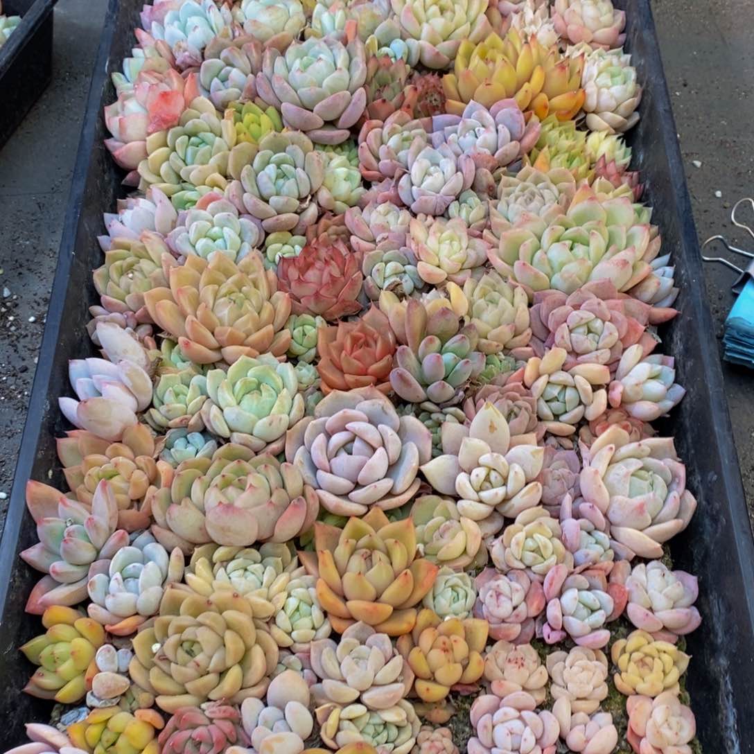 514夫人蜡像馆的儿子是