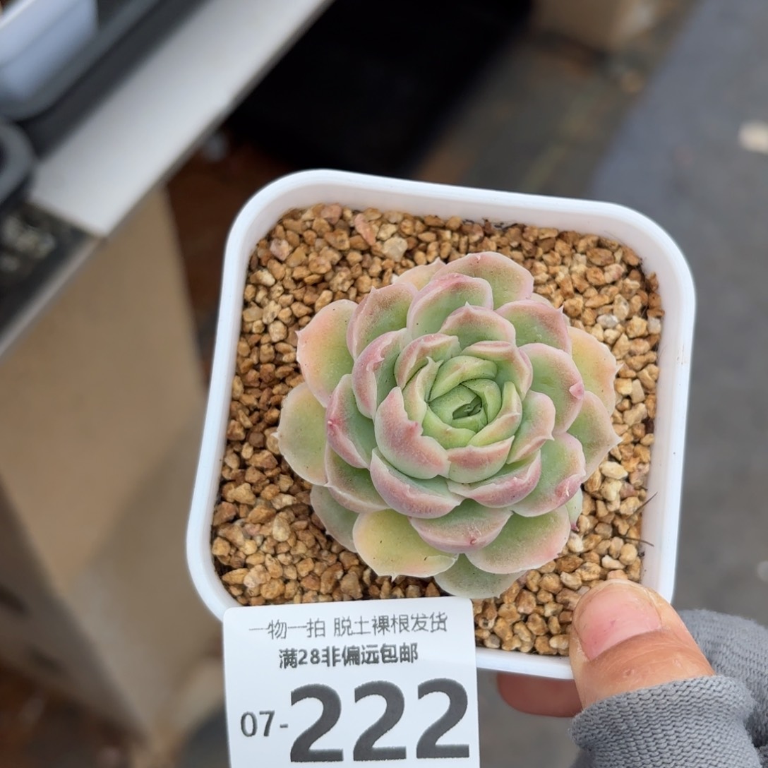 水晶虾饺单头多肉多肉