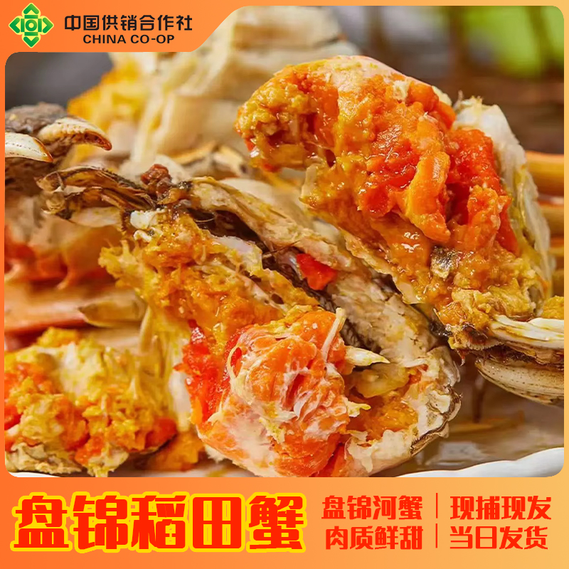 【精品】盘锦稻田母蟹单只【1.6两以上蟹】鲜活发货