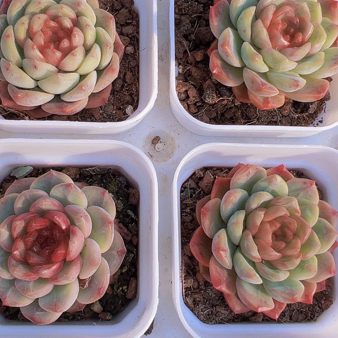 红心葡萄珍妮199包邮