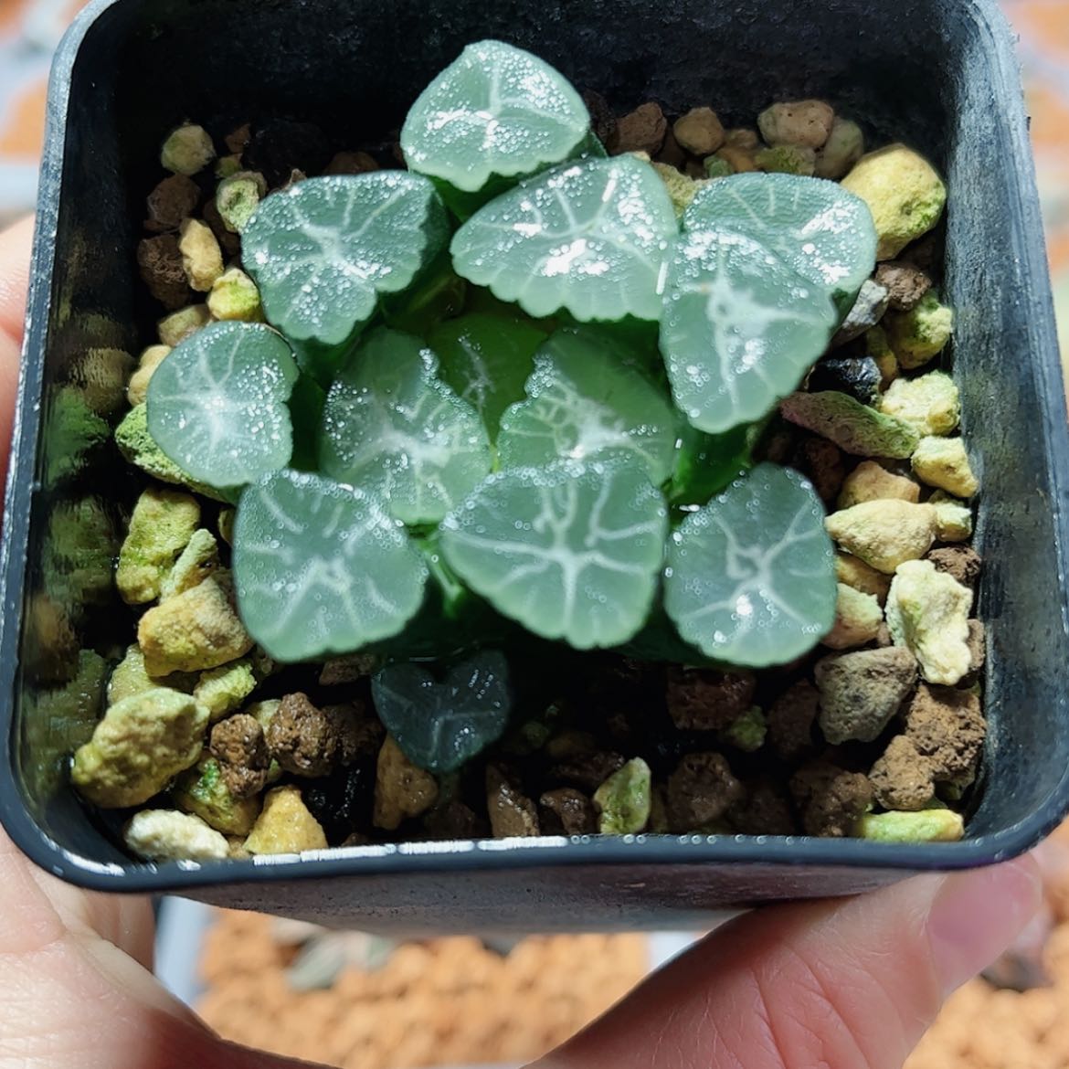 【闪购商品】大吉万象