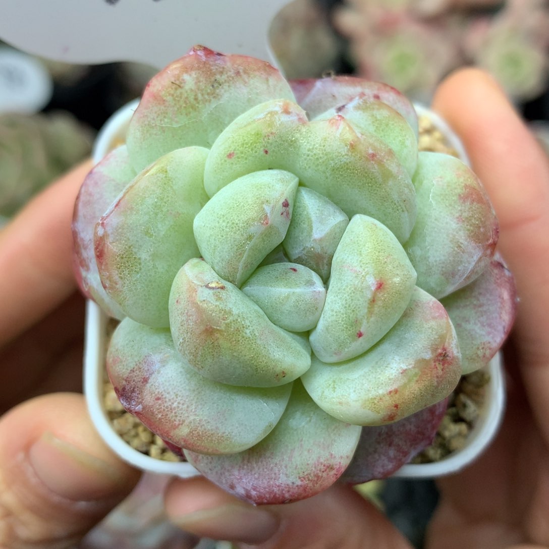 冰玉石化单头3937