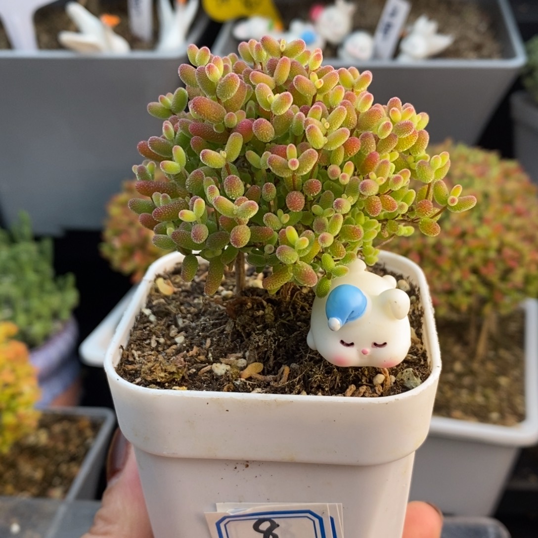 完全开放8号蜜橘糖球（6.5cm）