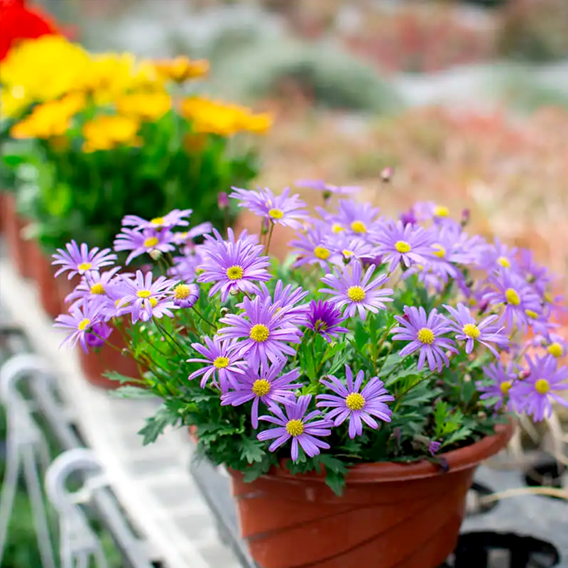 姬小菊盆栽花苗带花苞多年生花卉菊花苗庭院阳台户外花园花境植物