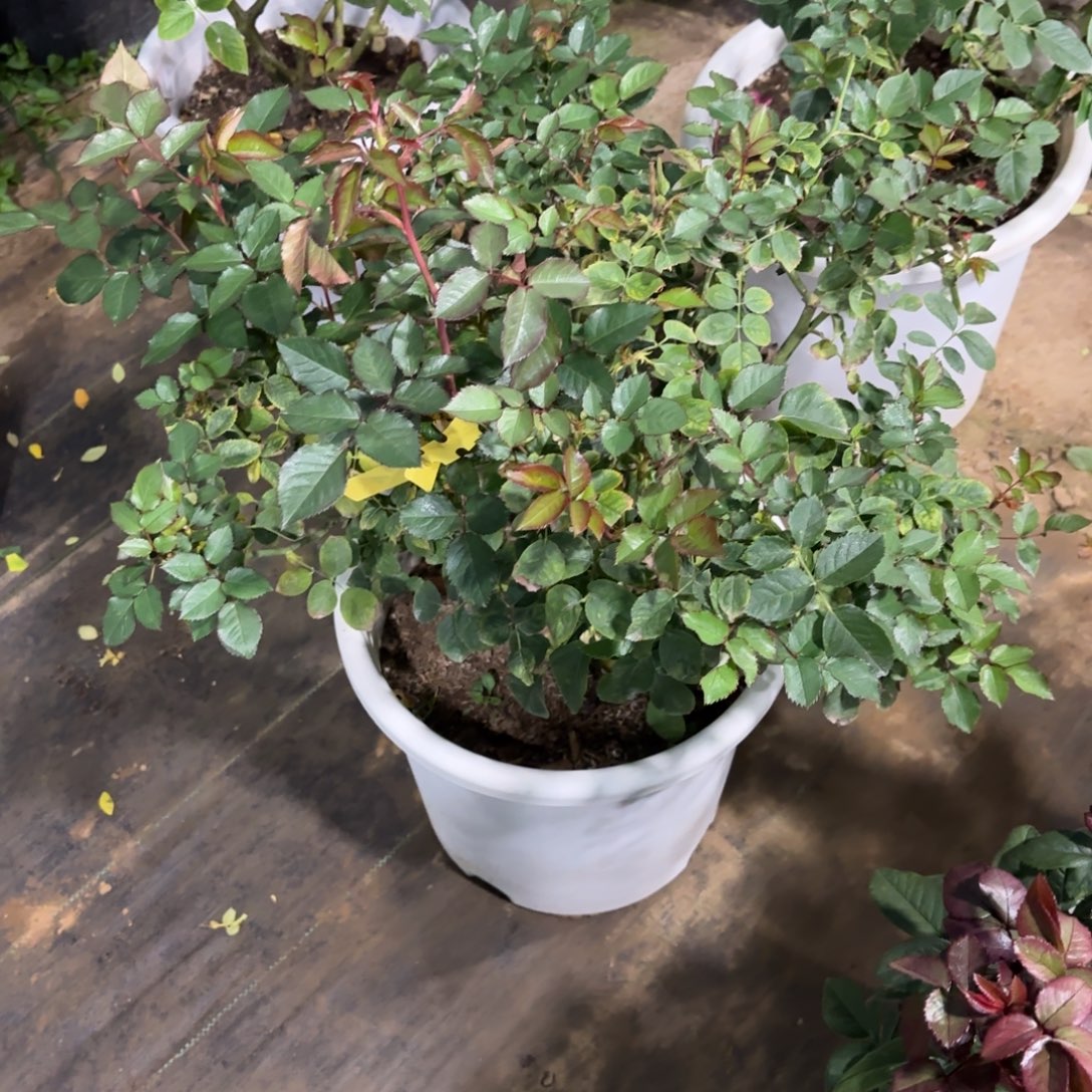 完全开放精品月季花