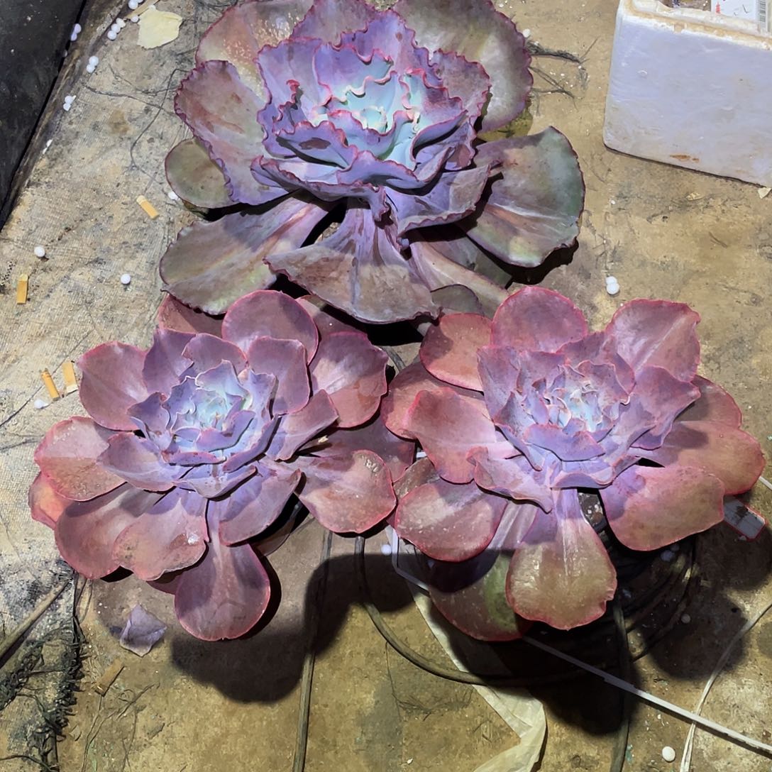 ∴***A 6包菜系列多肉植物3棵