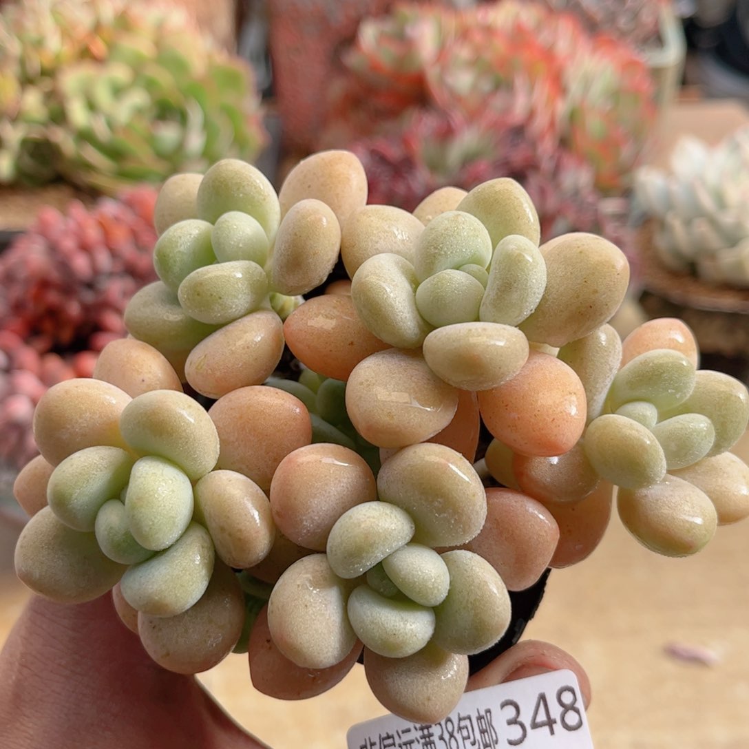 348丸叶洛神德华多肉