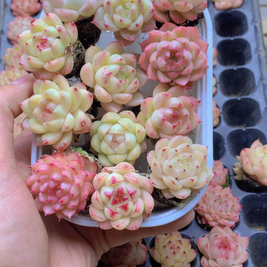 我要去看你了啊065