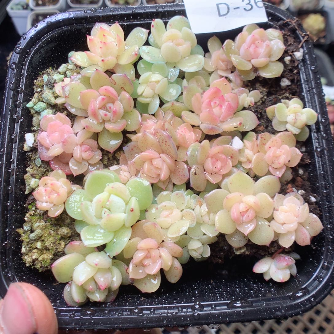 无花朵D36。yyyyyyyy