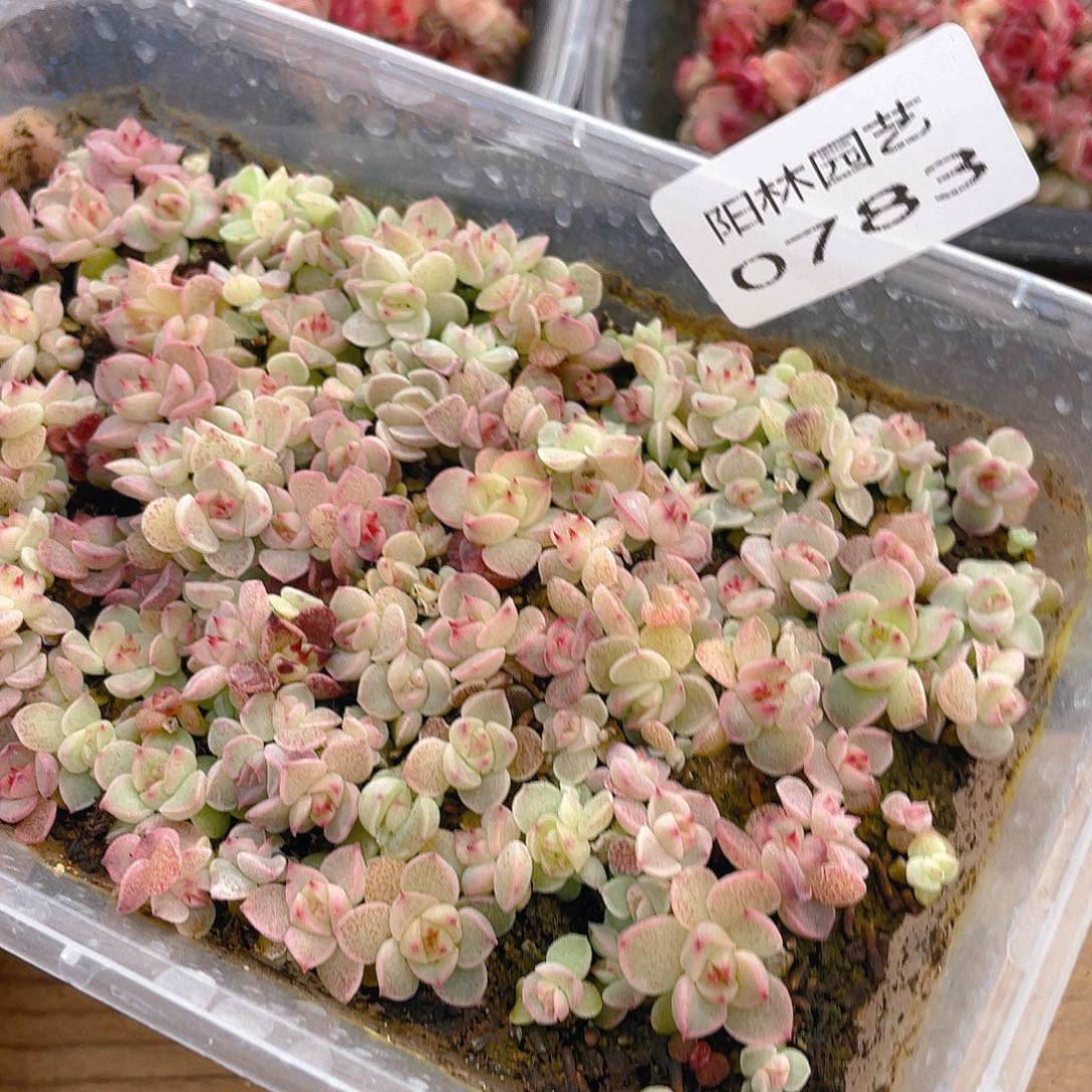把***你多肉植物多肉植物783
