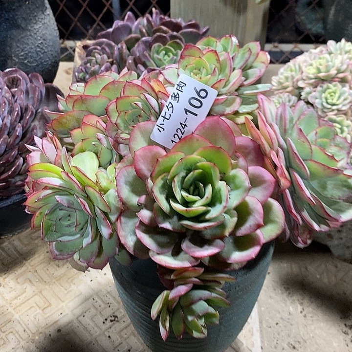 @***剑小七夕多肉牡丹亭106