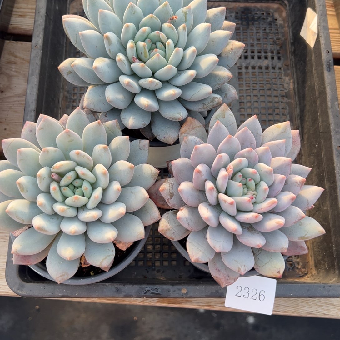 2326量肉肉肉肉肉肉肉肉