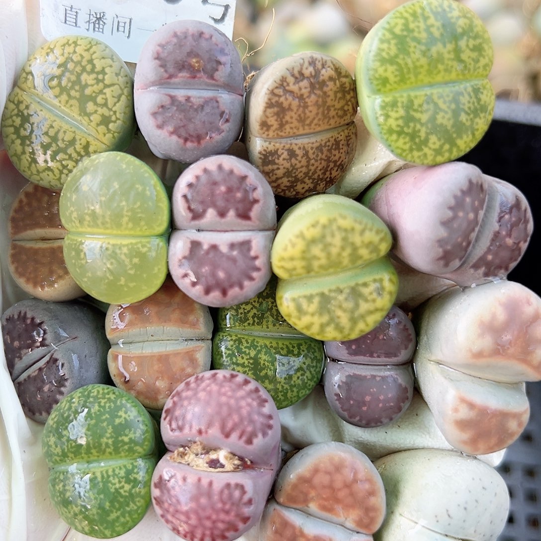 8740 好养易活生石花大母本18个2cm左右