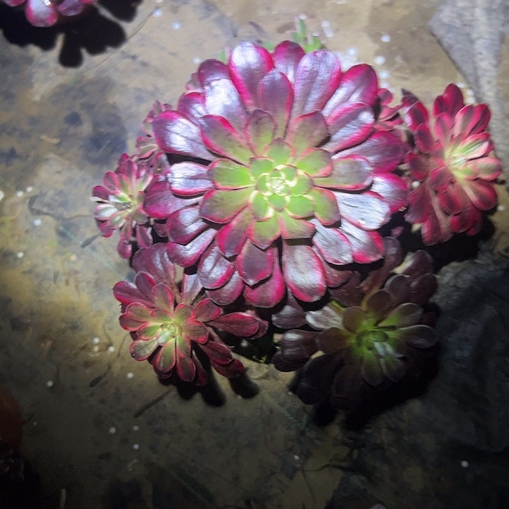 多肉法师植物链接221