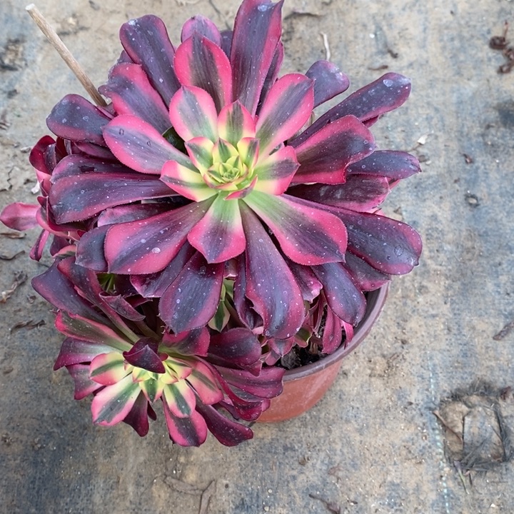 美杜莎多肉植物013。 