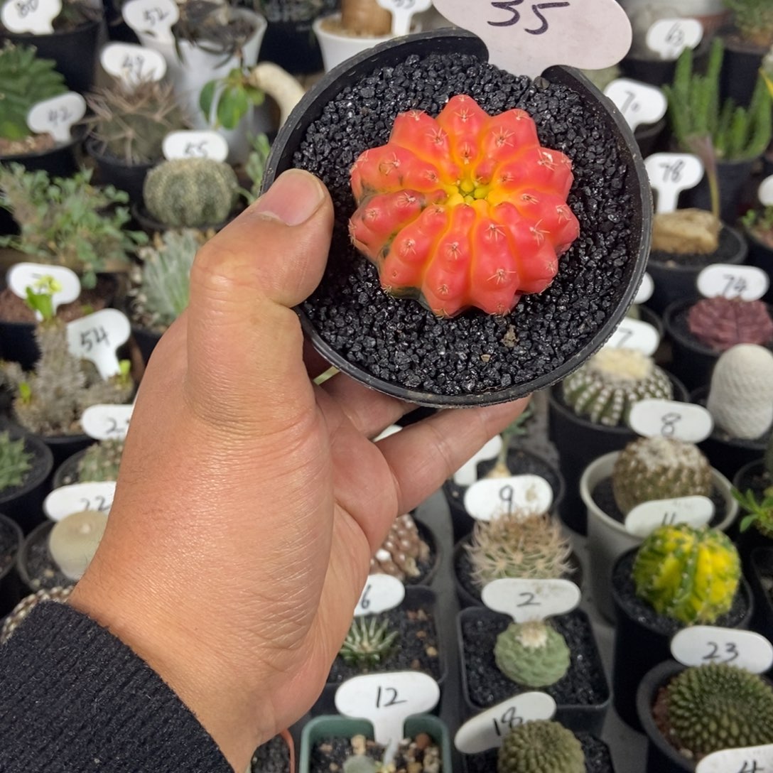 白皮瑞昌玉锦一个