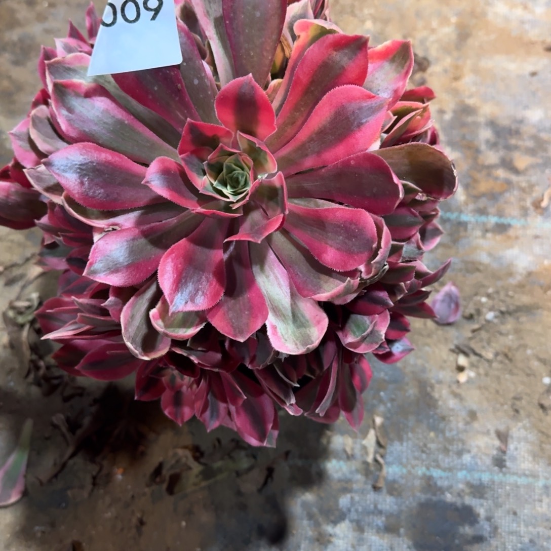 玉***蝶粉女妖一物一拍009