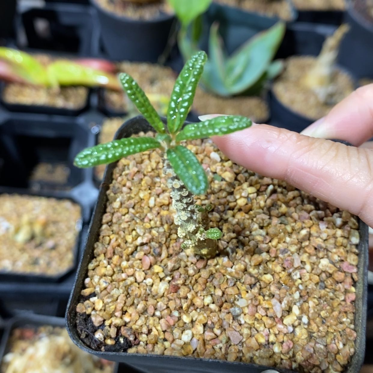 【闪购商品】泡泡叶琉桑