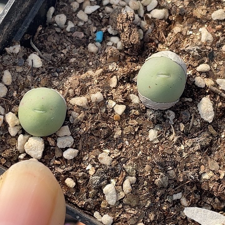 24-11小鸽子蛋多肉植物