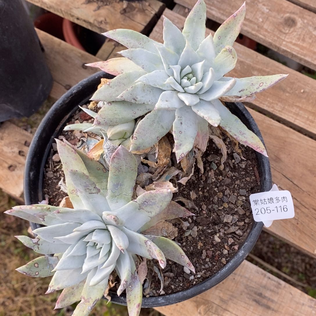 116号牡丹叶瑕疵瑕疵