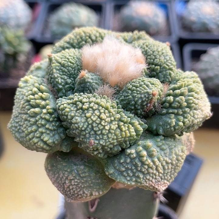 仙人球袖蒲接密尤哥斯拉7公分109