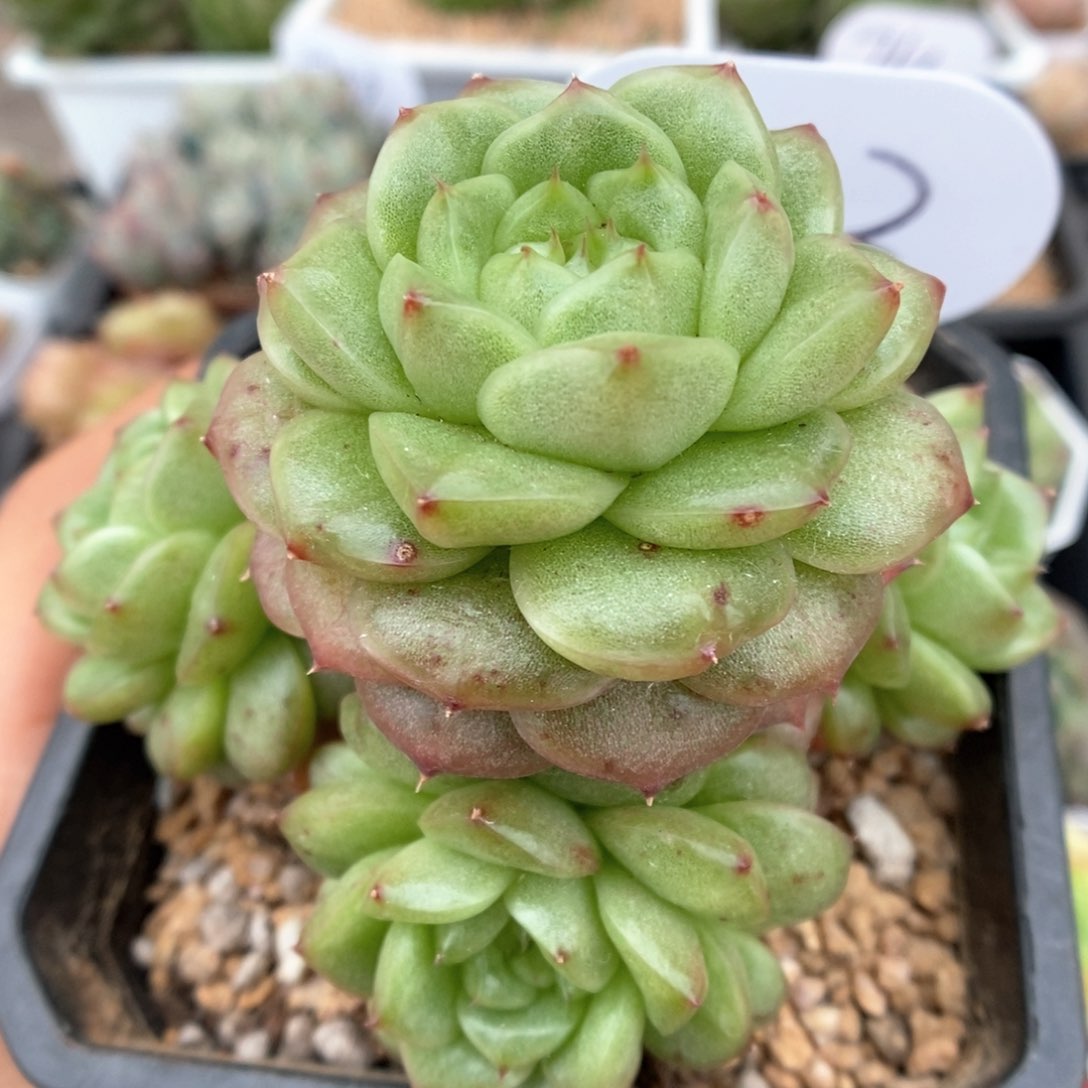 灯泡珍妮群生可拍703号