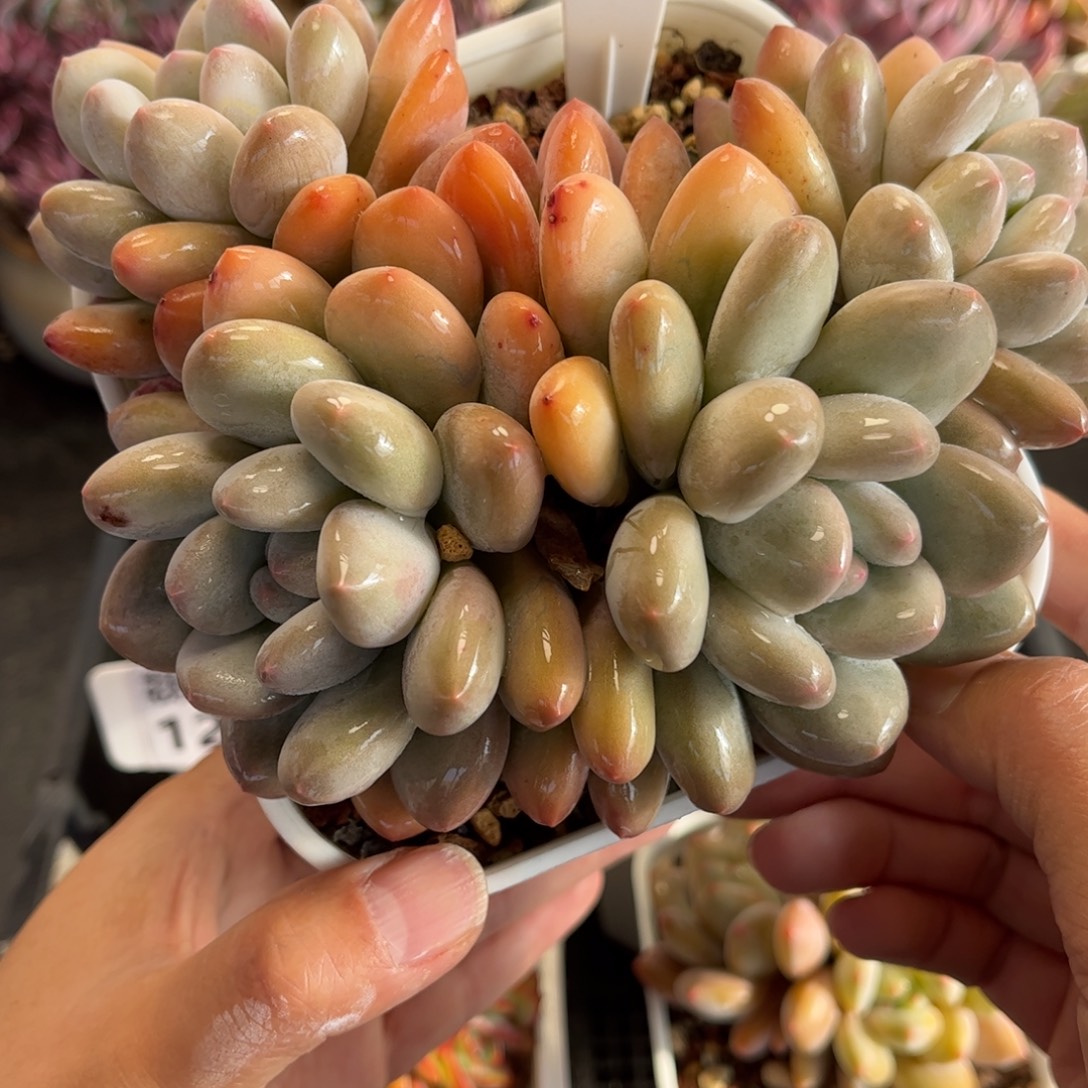 1216 天冷必拍保温箱