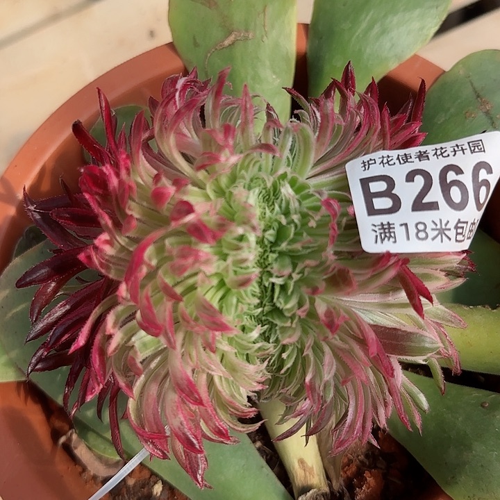 多肉法师金丝菊缀化