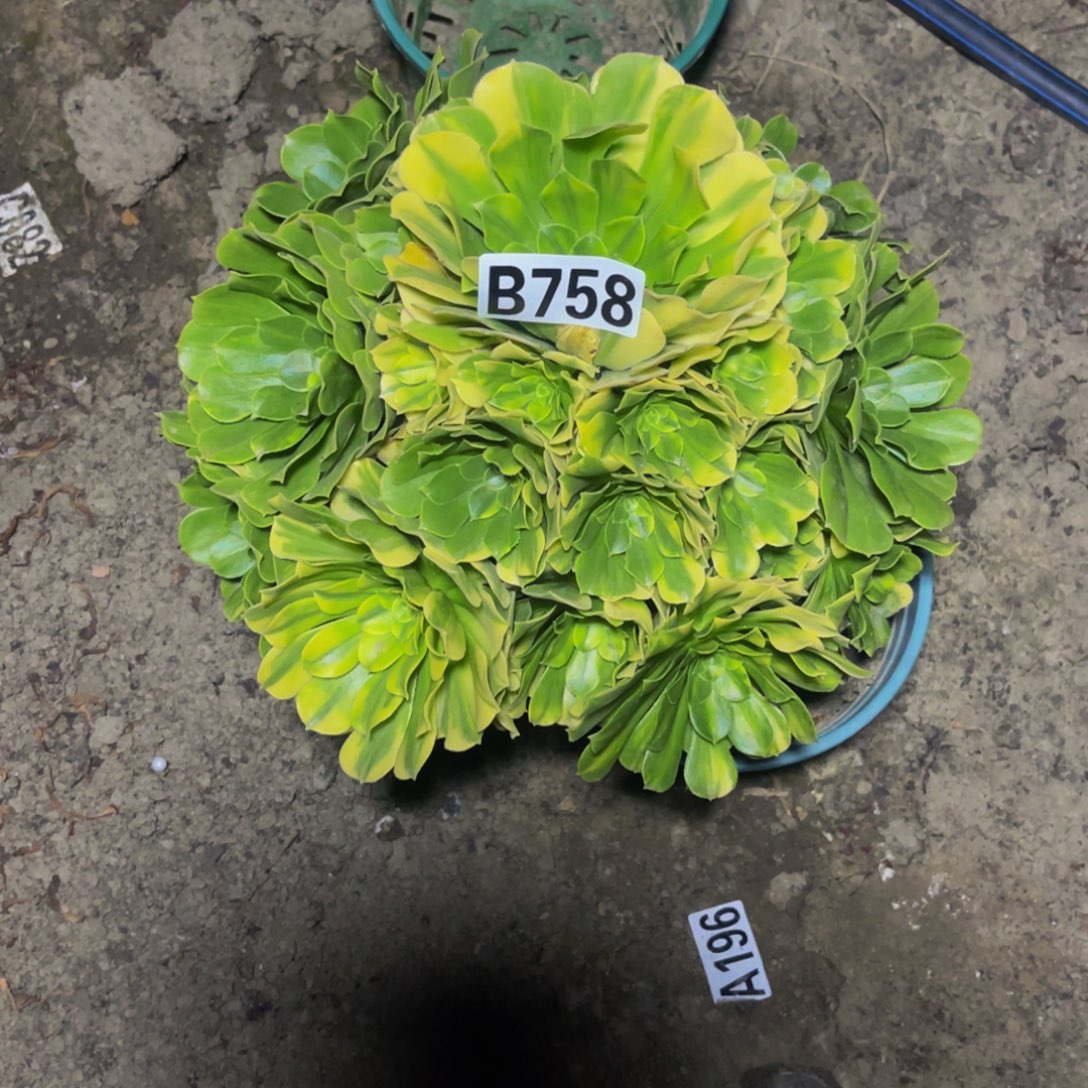 五色琉璃16////45包邮