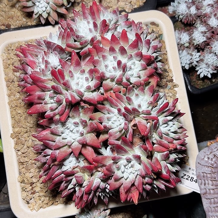 小鹿多肉福利多多2848