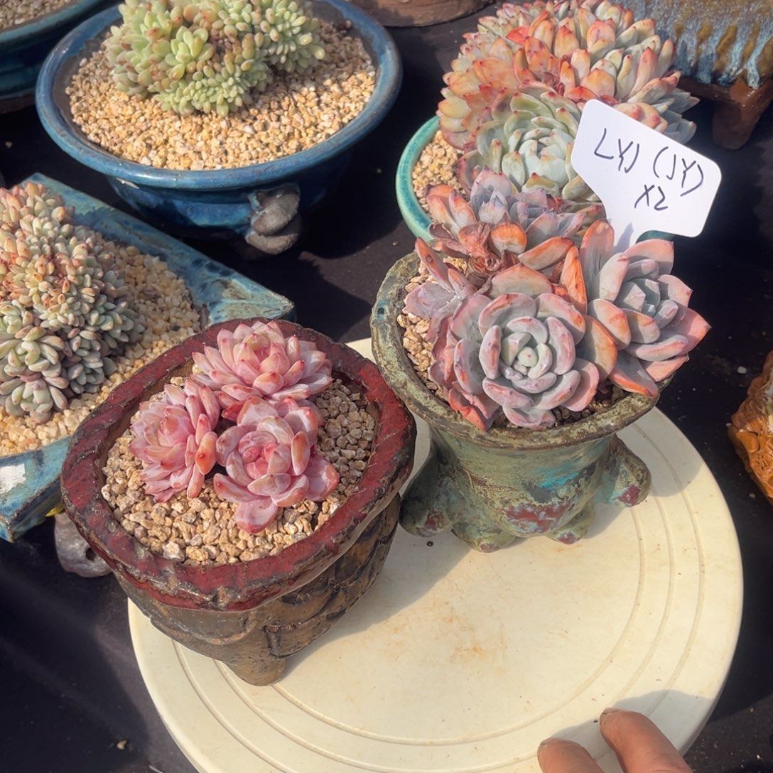 L****Lyj姐姐的奶茶和雪天使