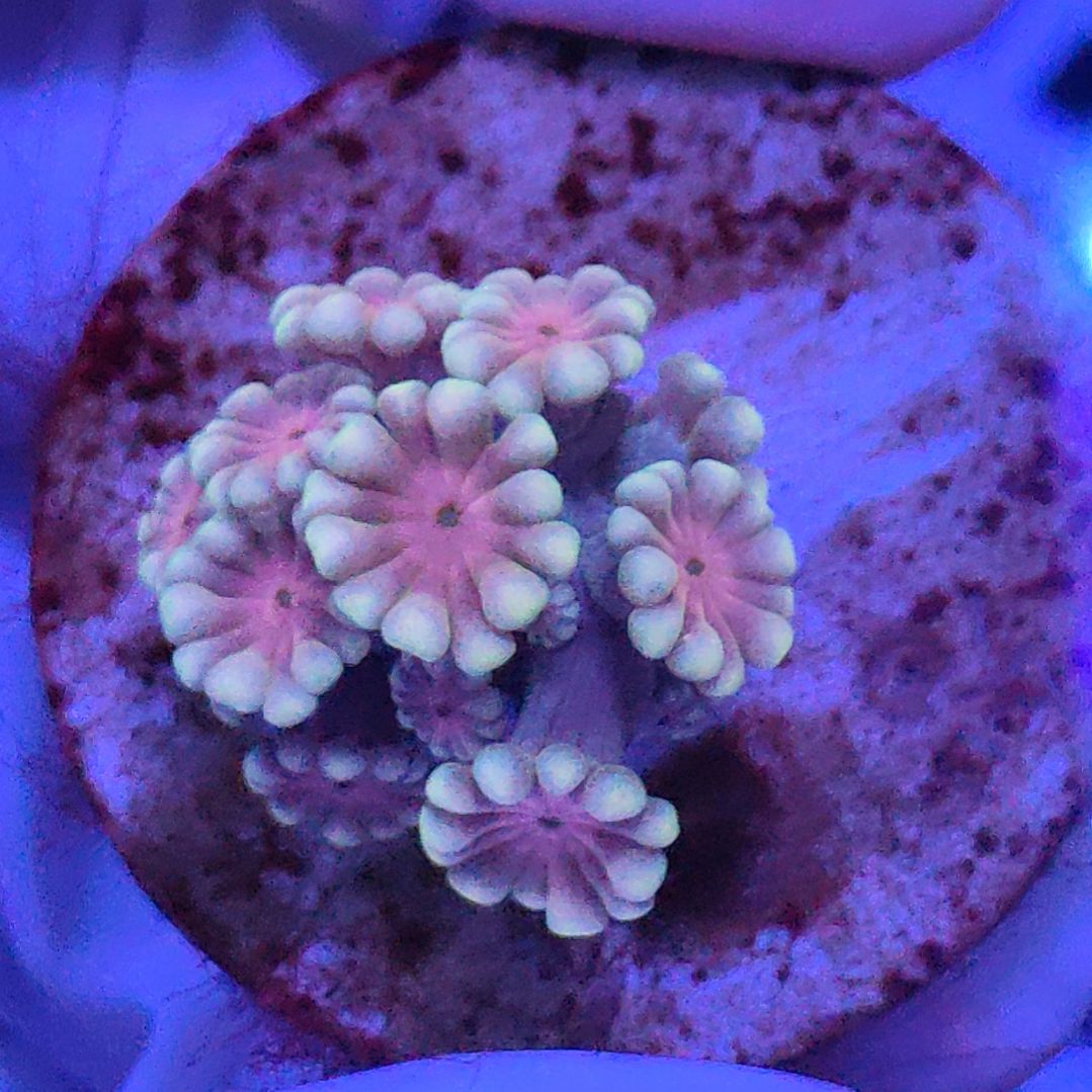 智海珊瑚不支持退货不包邮接受下单