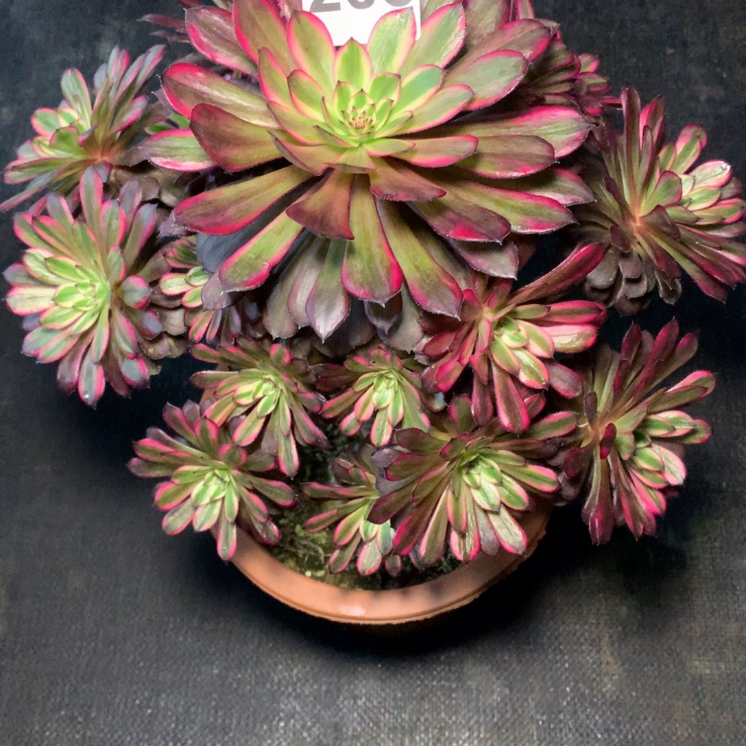 林***森黑天鹅205有干巴多肉植物300000