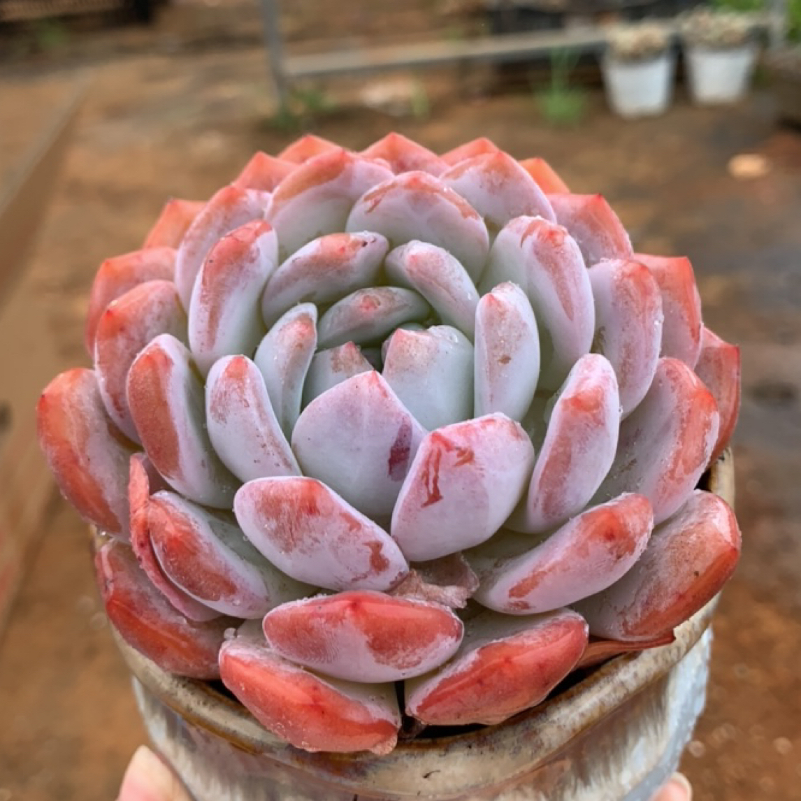 橙梦露多肉植物好养易活适合办公室阳台盆栽