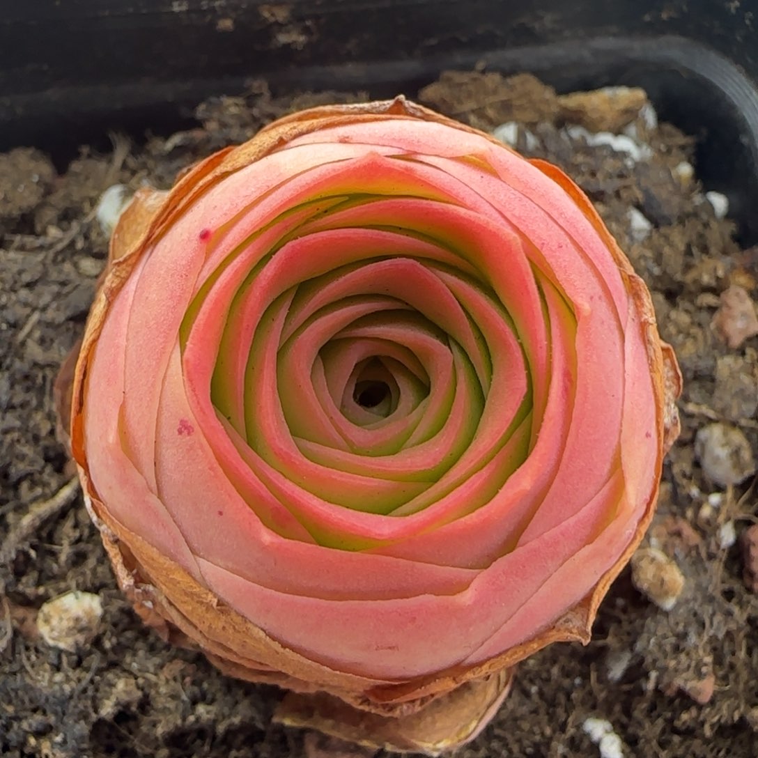 L92半城玫瑰一画心