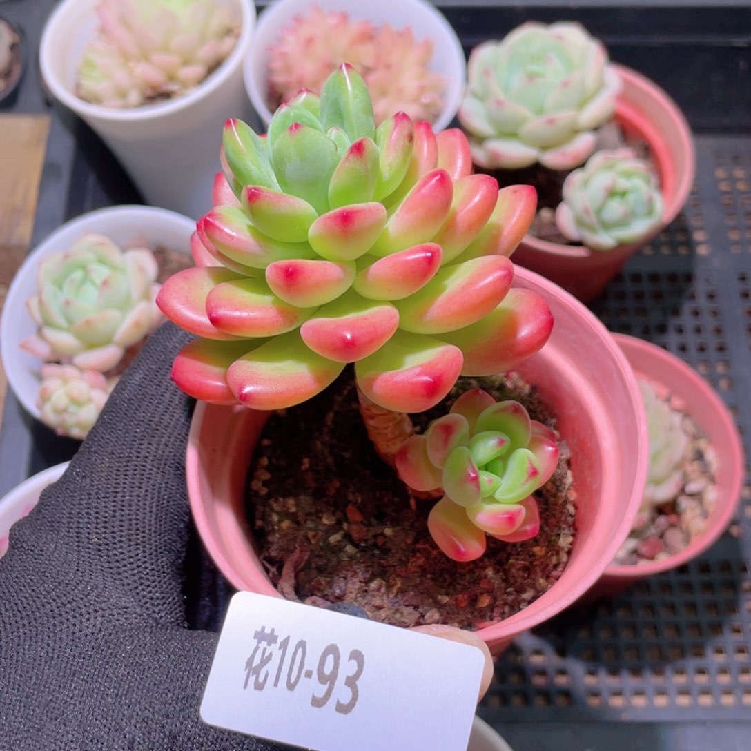 花利美10-93香格里拉