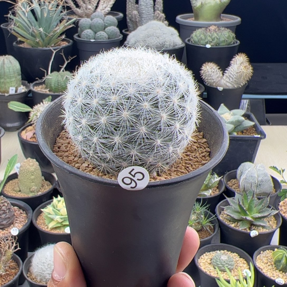 满月5+一物一拍，，，，