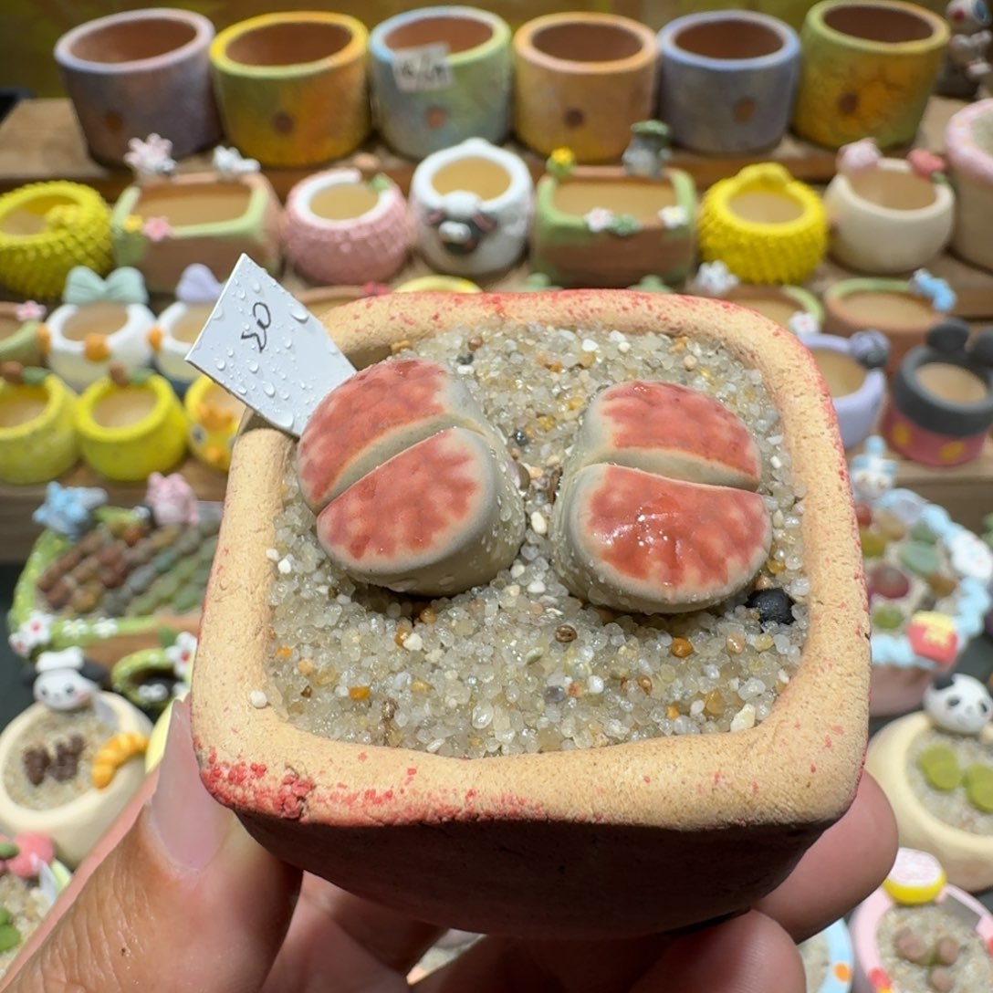 蘑菇1356冰橙多肉植物