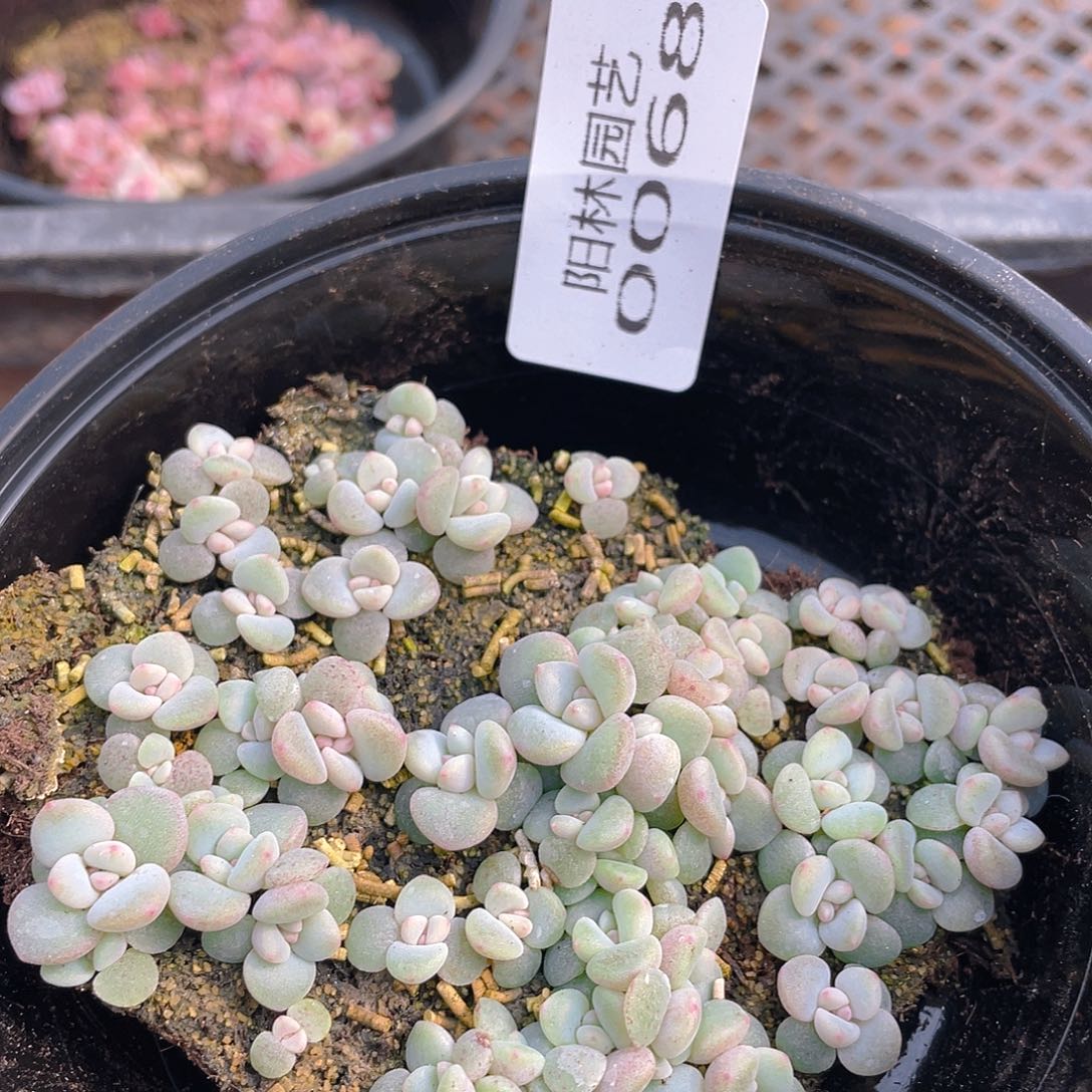 多肉植物多肉植物68