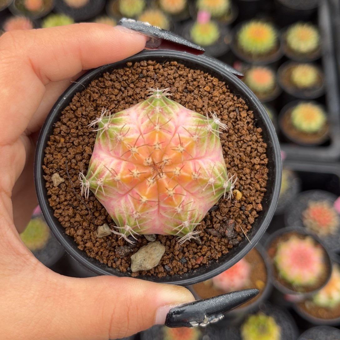 小***轶泰系轮回 带盆土发货