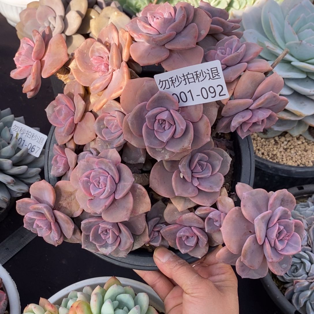 两单包邮101-92彩虹糖