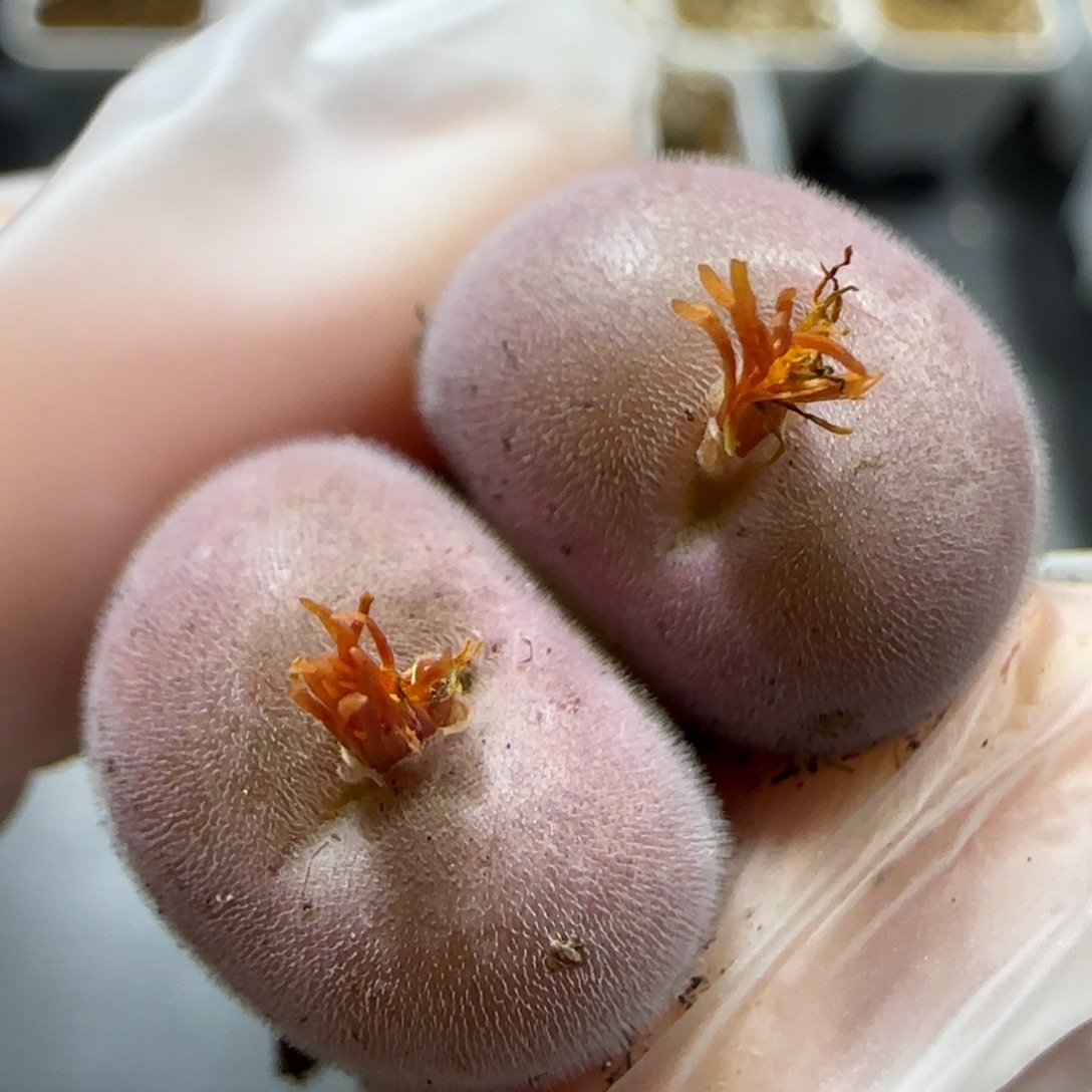 11.12   D毛福利。 5018