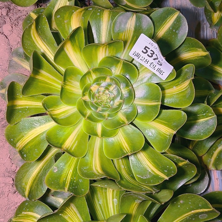 5375暴君多肉植物2号